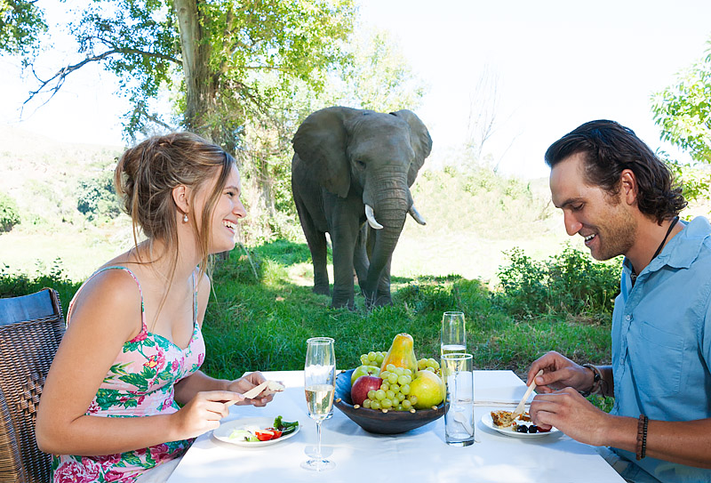 ElephantPicnic