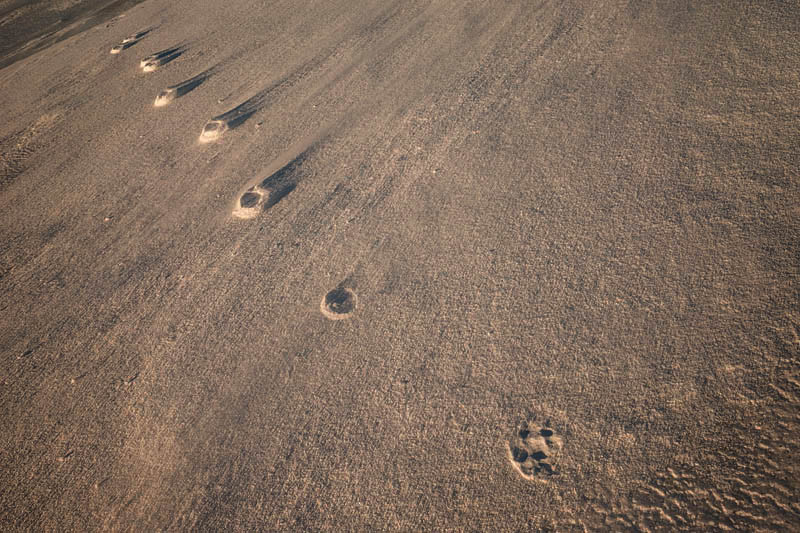 wolfprint