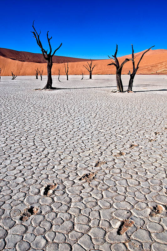 Ancient camelthorn trees on pan with dried footprints, Deadvlei, Namibia