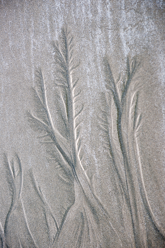 Florencia bay, Long Beach, Pacific Rim National Park, Tofino, Vancouver Island, British Colombia