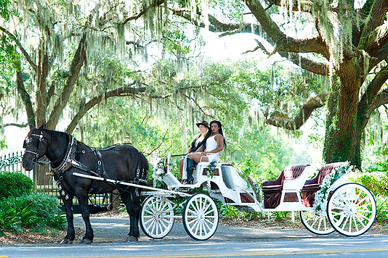 Horse drawn carriage tour of horse farms, Ocala, Florida