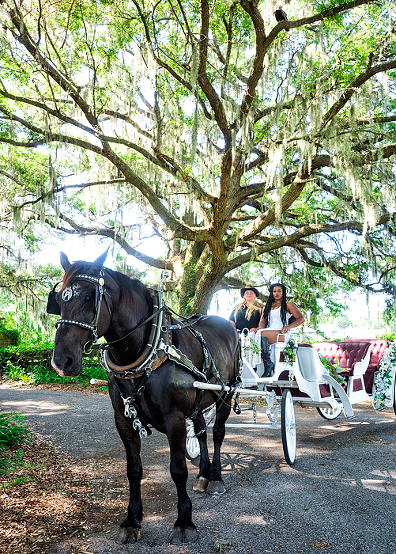 Horse drawn carriage tour of horse farms, Ocala, Florida