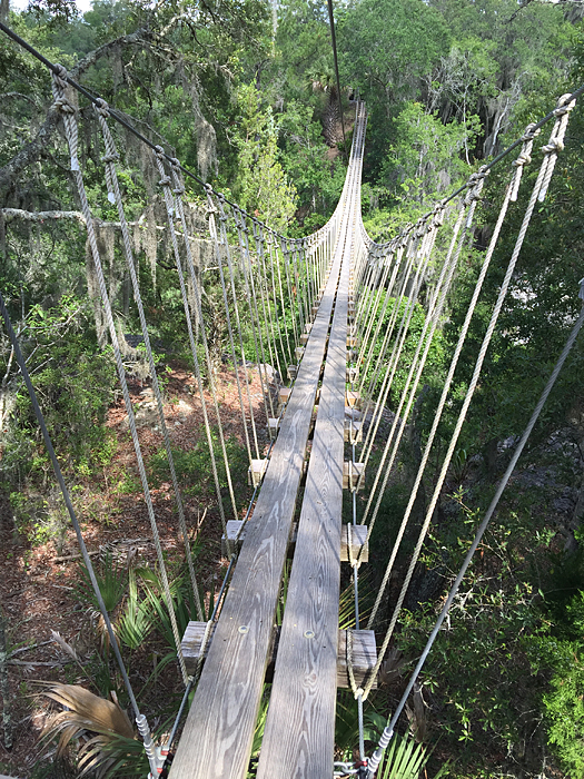 bridgeziplining