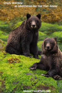 Watching Grizzly Bears Chichagof Island