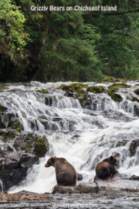 Watching Grizzly Bears Chichagof Island