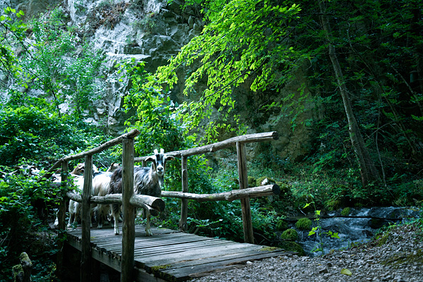 Transhumanza, sheep migration through mountains, Abruzzo, Italy