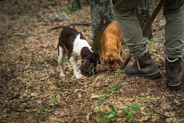 truffle hunting