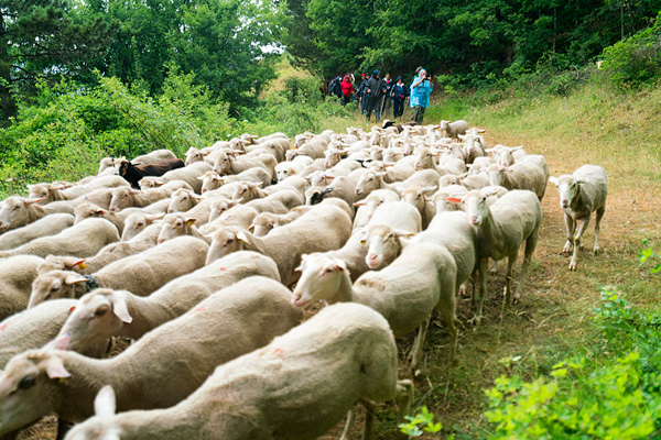 Transhumanza, Abruzzo, Italy