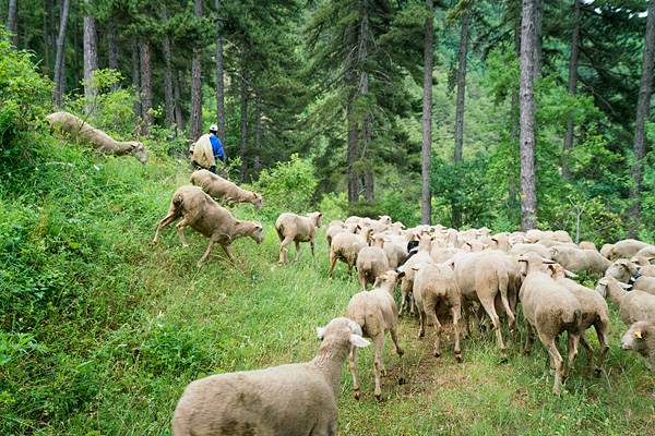 Transhumanza, Abruzzo, Italy