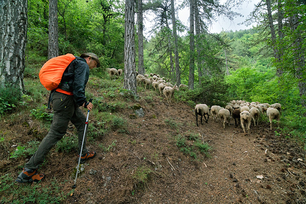 Transhumanza, Abruzzo, Italy