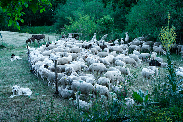 Transhumanza, Abruzzo, Italy