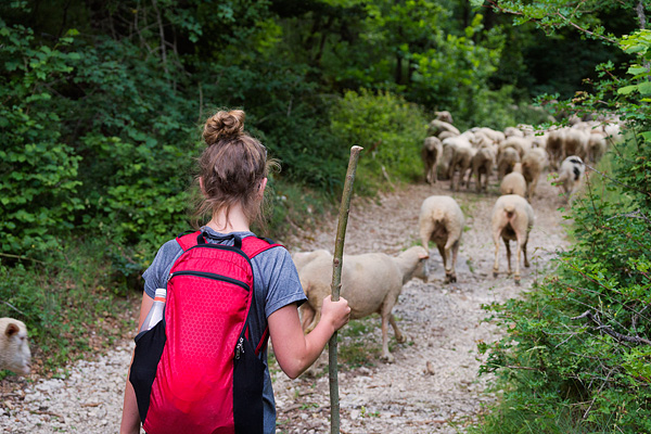 transumanza, Italy, sheep