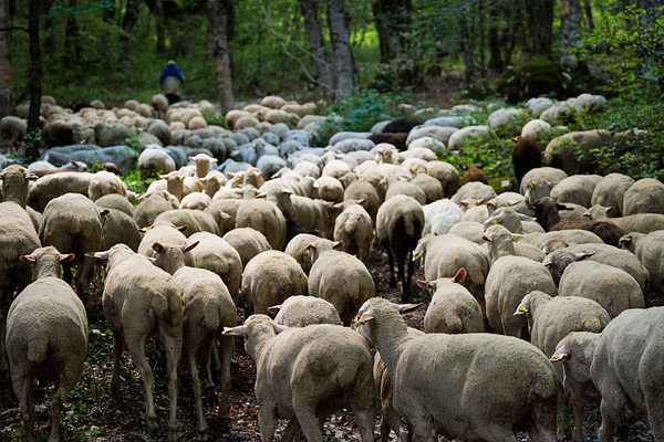 transumanza, Italy, sheep