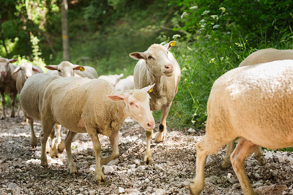 transumanza, Italy, sheep