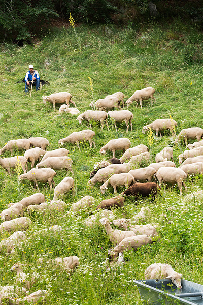 transumanza, Italy, sheep