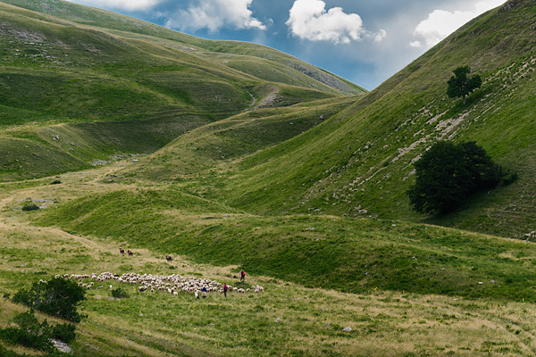 transumanza, Italy, sheep