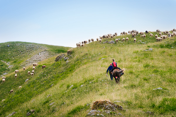 transumanza, Italy, sheep