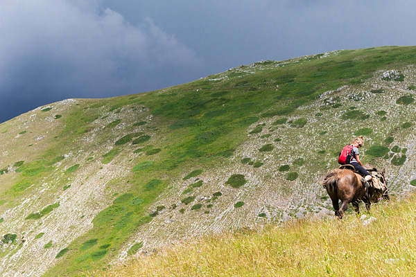 transumanza, Italy, sheep