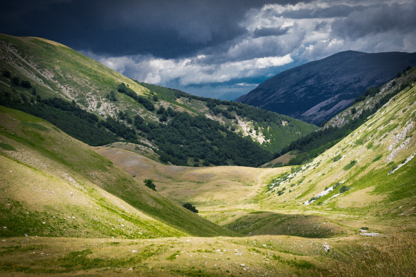 transumanza, Italy, sheep