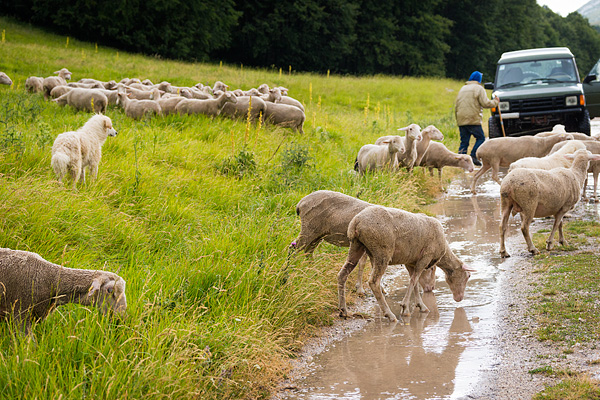 transumanza, Italy, sheep