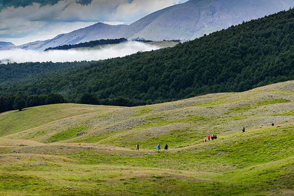 transumanza, Italy, sheep