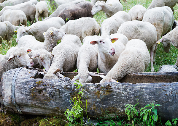 transumanza, Italy, sheep