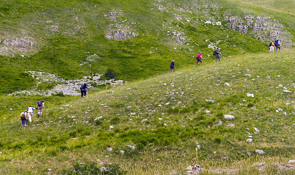 transumanza, Italy, sheep