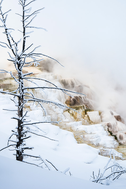 Yellowstone National Park, Wyoming, USA