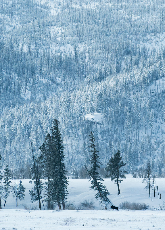 Yellowstone National Park, Wyoming, USA