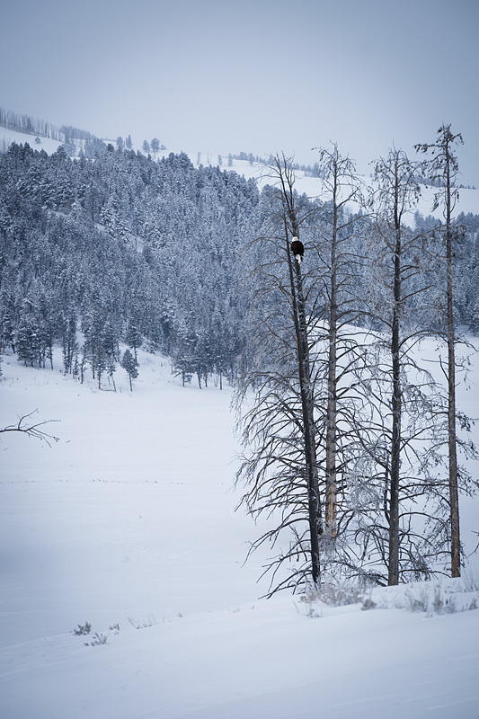 Yellowstone National Park, Wyoming, USA