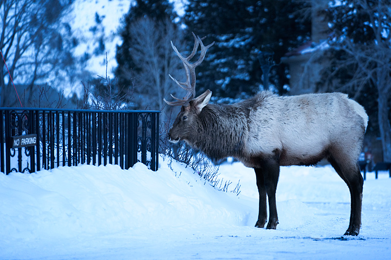 Yellowstone National Park, Wyoming, USA