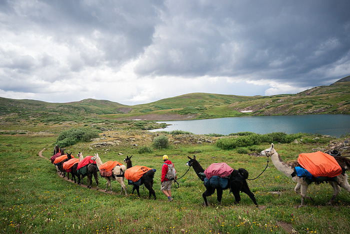 unique hiking adventure, llama trekking, Colorado