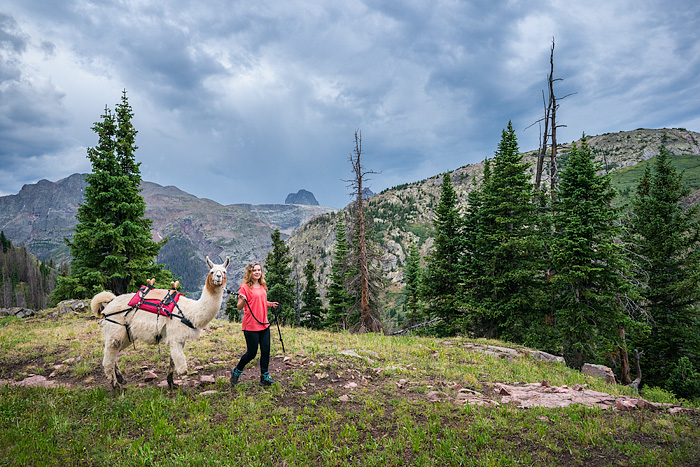 Llama trekking with Redwood Llamas in the San Juan Mountains, Colorado