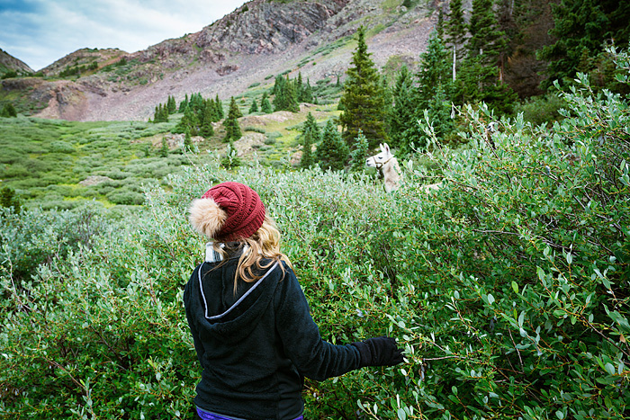 Llama trekking with Redwood Llamas in the San Juan Mountains, Colorado