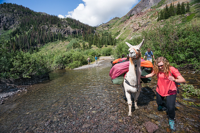 Llama trekking with Redwood Llamas in the San Juan Mountains, Colorado