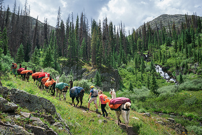 Redwood Llamas trekking in Weminuche Wilderness, San Juan Mountains, Silverton, Colorado