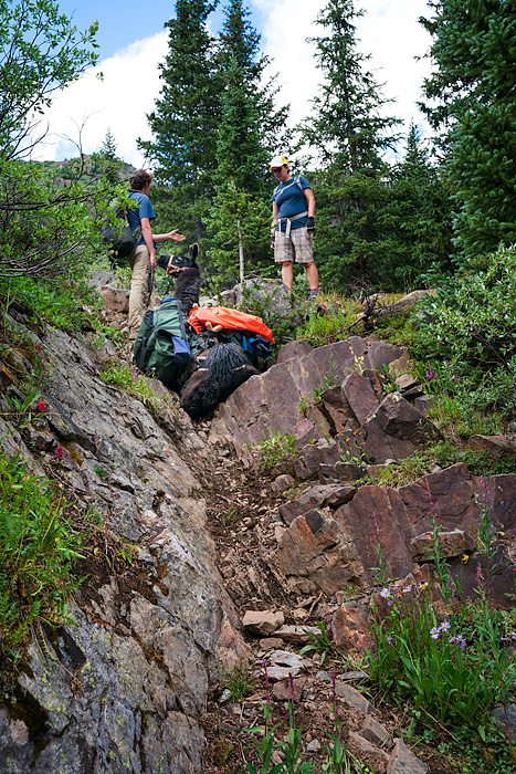 Llama trekking with Redwood Llamas in the San Juan Mountains, Colorado