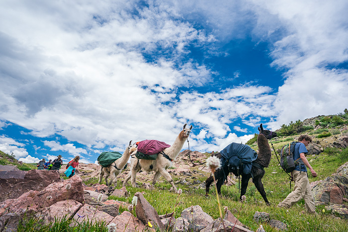 Redwood Llama trekking, San Juan Mountains, Colorado