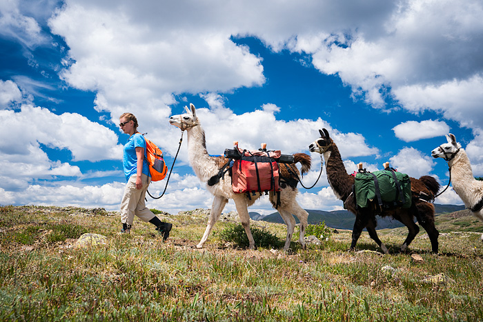 Colorado trip planning tips llama trekking