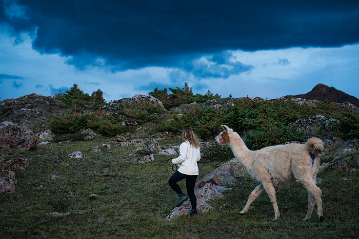 Redwood Llamas, llama, hiking, backpacking, San Juan Mountains, Colorado