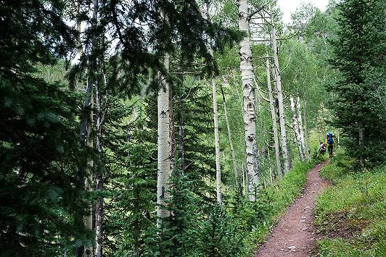 Forest section of Ice Lake trail, Colorado