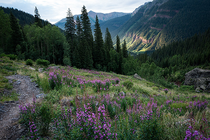 Forest section of Ice Lake trail, Colorado