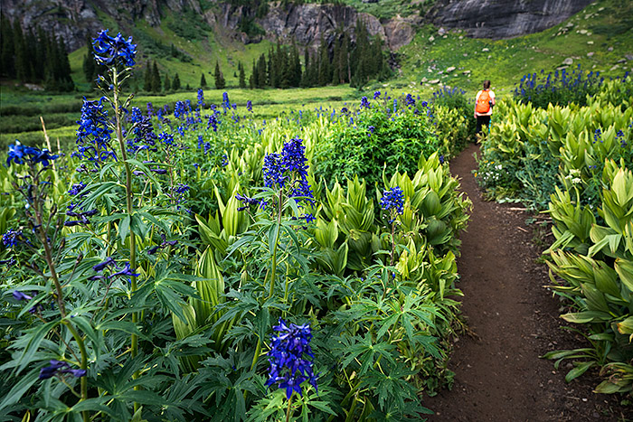 hiking guide to Ice Lake, Colorado, best day hike,, Meadow on Ice lake trail, Colorado