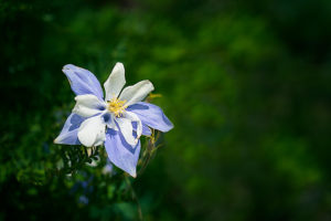 Colorado state flower, Columbine