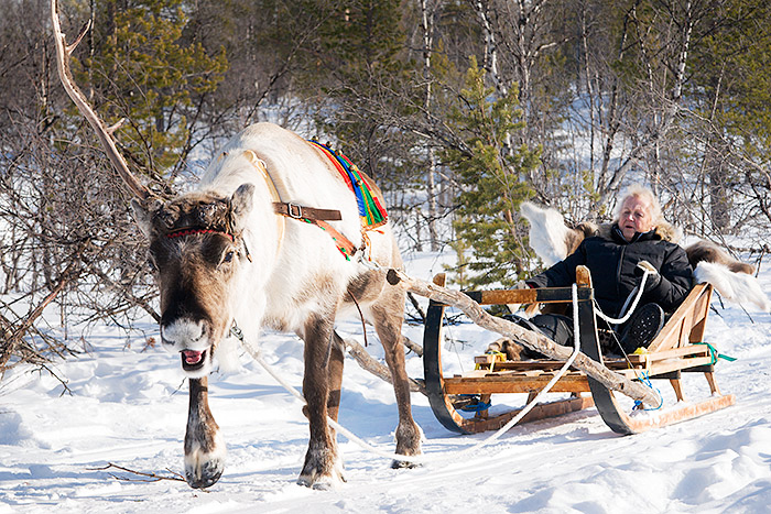 Sami-culture-arctic-adventure-lapland-Sweden-reindeer- sledding