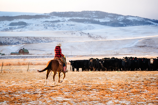 Beef cattle ranching on a Montana farm during winter, Livingston, MT, USA