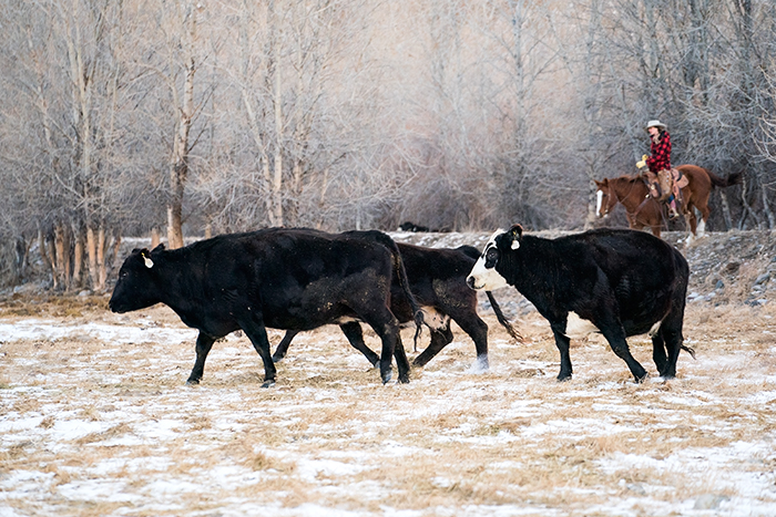 Beef cattle ranching on a Montana farm during winter, Livingston, MT, USA