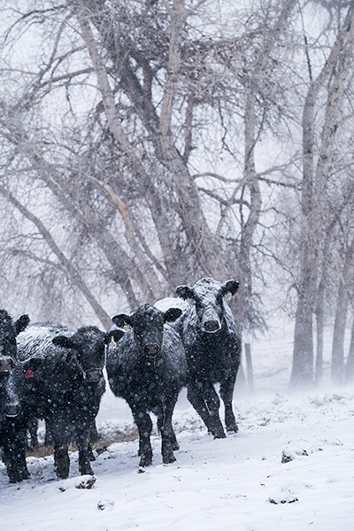 life-on-a-ranch-cows-blizzard