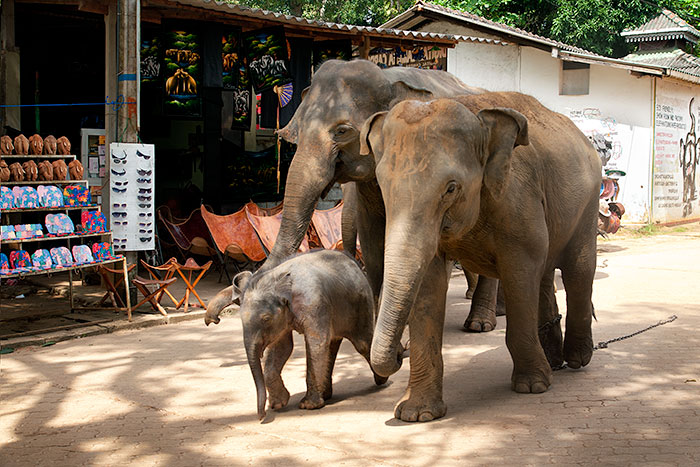 Safety in Sri Lanka