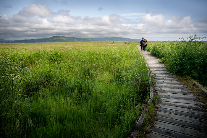 Salt marshes, Wigtown, Scotland